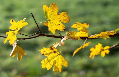 Autumn Leaves 4K Wallpaper · flowers · 3840×2494