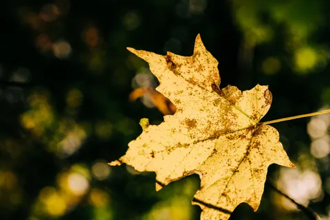 Autumn Leaves 4K Wallpaper · flowers · 3840×2560