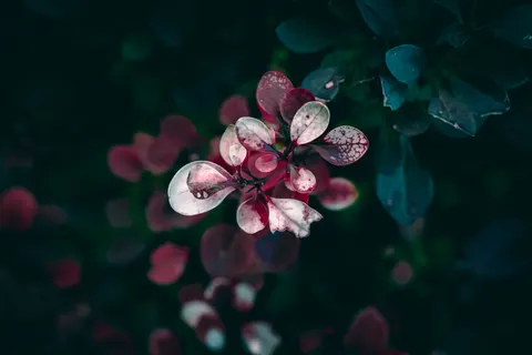 Autumn Leaves 4K Wallpaper · flowers · 3840×2560