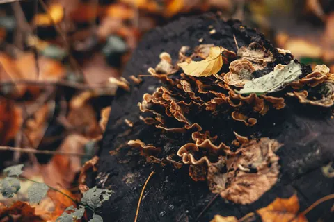 Autumn Leaves 4K Wallpaper · flowers · 3840×2561