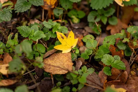 Autumn Leaves 4K Wallpaper · flowers · 3840×2561