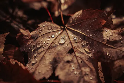 Autumn Leaves 4K Wallpaper · flowers · 3840×2563