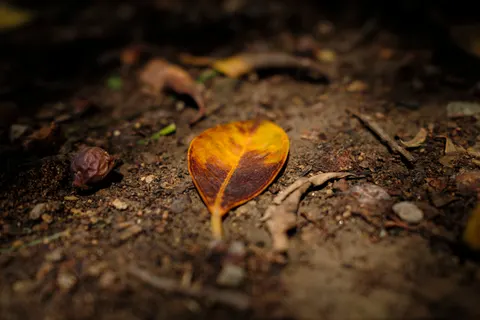 Autumn Leaves 4K Wallpaper · flowers · 3840×2560