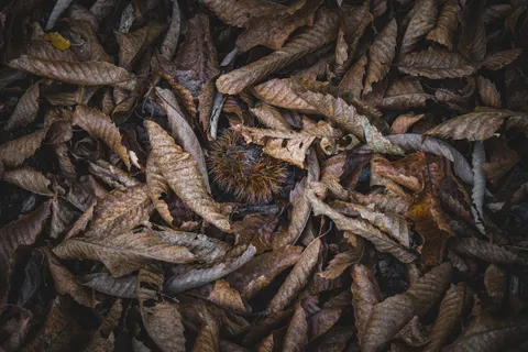 Sonbahar Yaprakları 4K Duvar Kağıdı · flowers · 3840×2560