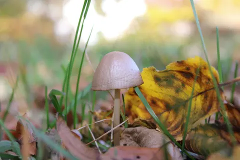 Autumn Leaves 4K Wallpaper · flowers · 3840×2560