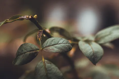 Autumn Leaves 4K Wallpaper · flowers · 3840×2560