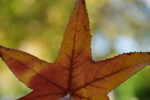 Autumn Leaves 4K Wallpaper · flowers · 3840×2560
