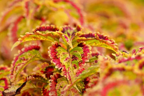 Autumn Leaves 4K Wallpaper · flowers · 3840×2560