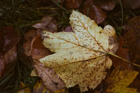 Autumn Leaves 4K Wallpaper · flowers · 3840×2560