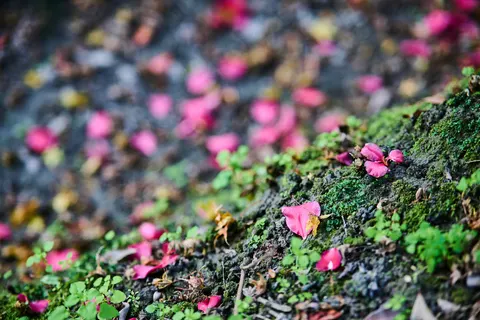 Autumn Leaves 4K Wallpaper · flowers · 3840×2560