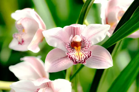 Pink Orchid 4K Wallpaper · flowers · 3840×2563