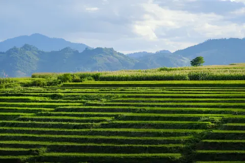 Fond d'écran Rizières en terrasses 4K · nature · 3840×2560