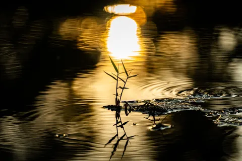 Liquid Gold 4K Wallpaper · abstract · 3840×2560