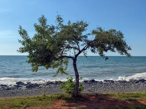 Lone Tree 4K Wallpaper · minimal · 3840×2880