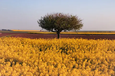 Lone Tree 4K Wallpaper · minimal · 3840×2560