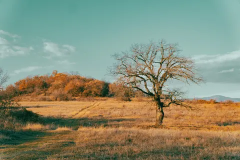Lone Tree 4K Wallpaper · minimal · 3840×2560