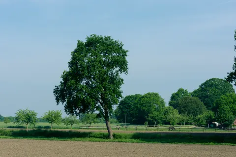 Lone Tree 4K Wallpaper · minimal · 3840×2560