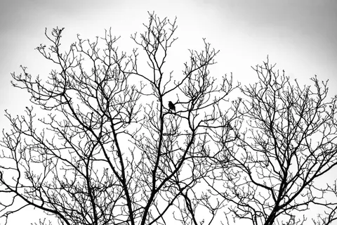 Lone Tree 4K Wallpaper · minimal · 3840×2560