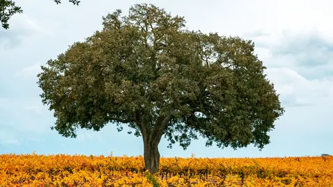 Lone Tree 4K Wallpaper · minimal · 3840×2160