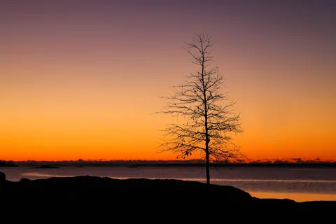 Lone Tree 4K Wallpaper · minimal · 3840×2561