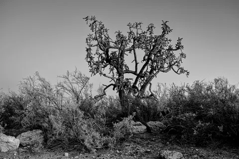 Lone Tree 4K Wallpaper · minimal · 3840×2560