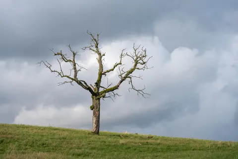 Lone Tree 4K Wallpaper · minimal · 3840×2560