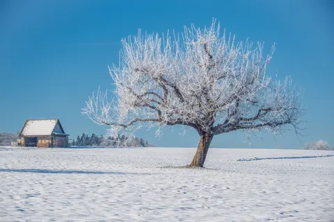 Lone Tree 4K Wallpaper · minimal · 3840×2560