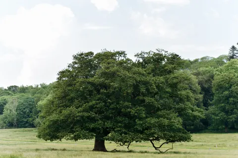 Lone Tree 4K Wallpaper · minimal · 3840×2553