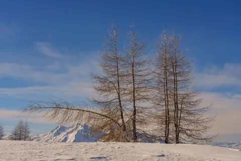 Lone Tree 4K Wallpaper · minimal · 3840×2561