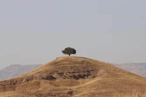 Lone Tree 4K Wallpaper · minimal · 3840×2560