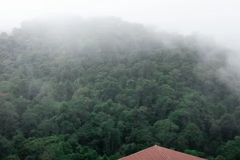 Misty Woods 4K Wallpaper · minimal · 3840×2560
