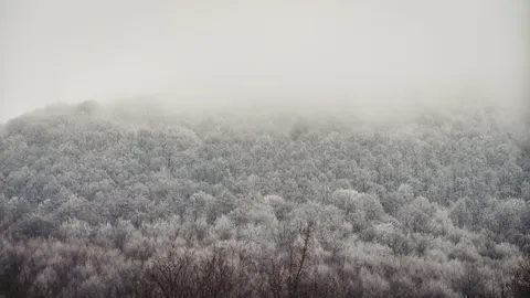 Misty Woods 4K Wallpaper · minimal · 3840×2160
