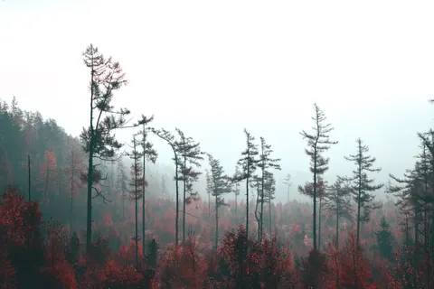 Misty Woods 4K Wallpaper · minimal · 3840×2560