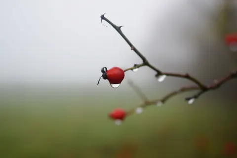 Misty Woods 4K Wallpaper · minimal · 3840×2560