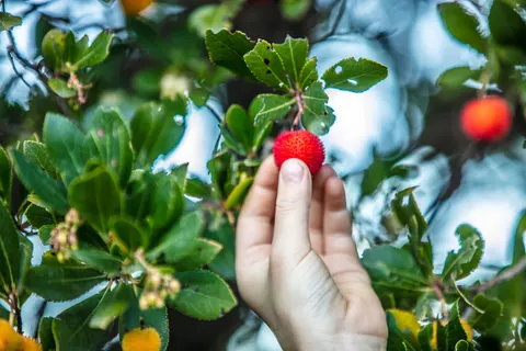 Fresh Fruit 4K Wallpaper · food · 3840×2560