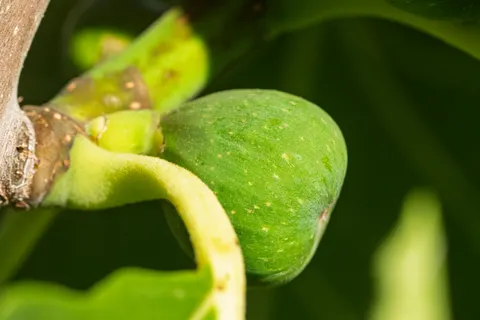 Fresh Fruit 4K Wallpaper · food · 3840×2560