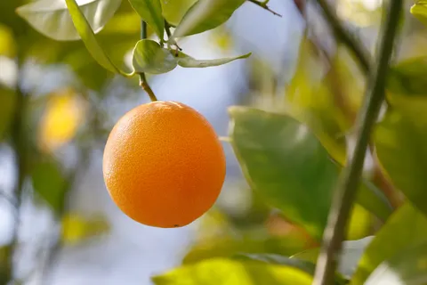 Fresh Fruit 4K Wallpaper · food · 3840×2560