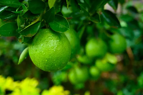 Fresh Fruit 4K Wallpaper · food · 3840×2555