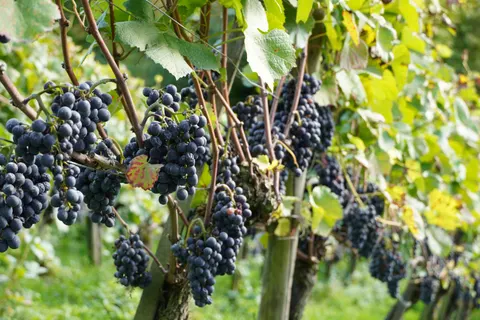 Wine 4K Wallpaper · food · 3840×2560