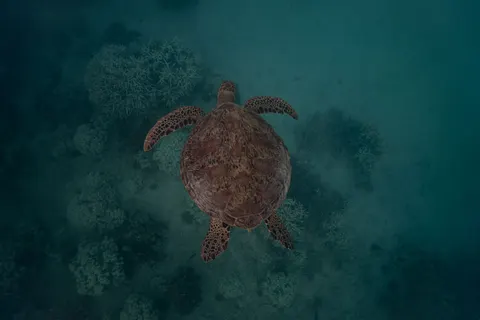 珊瑚礁 4K壁纸 · ocean · 3840×2560