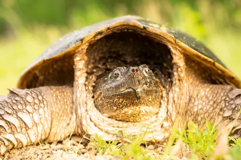 Fond d'écran Tortue de mer 4K · ocean · 3840×2560