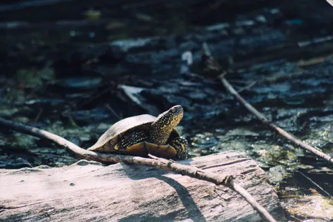 Sea Turtle 4K Wallpaper · ocean · 3840×2560