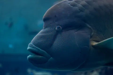 Reef Fish 4K Wallpaper · ocean · 3840×2561