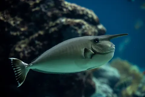 Reef Fish 4K Wallpaper · ocean · 3840×2561