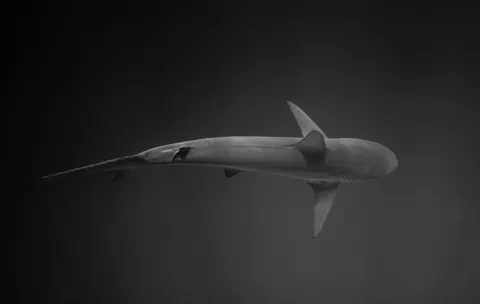 Whale 4K Wallpaper · ocean · 3840×2429