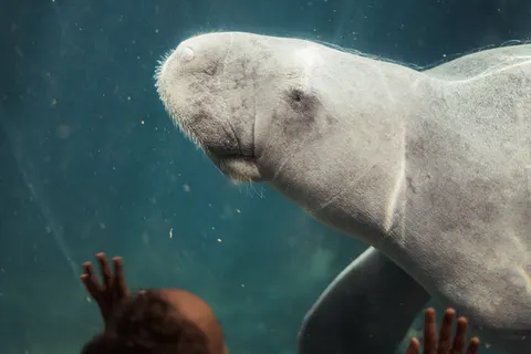 Whale 4K Wallpaper · ocean · 3840×2560