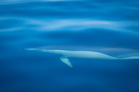Whale 4K Wallpaper · ocean · 3840×2560