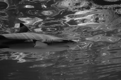 Whale 4K Wallpaper · ocean · 3840×2560