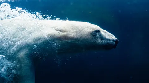 Whale 4K Wallpaper · ocean · 3840×2160