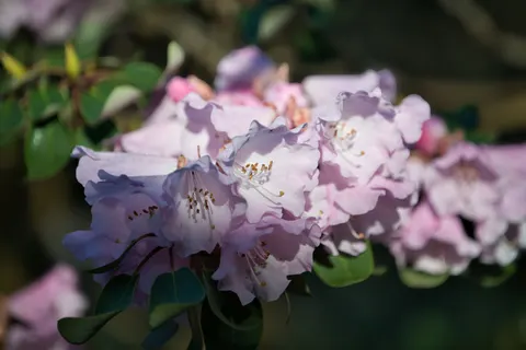 Sfondo Orchidea 4K · flowers · 3840×2560